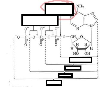 High energy phosphate bonds of ATP Diagram | Quizlet