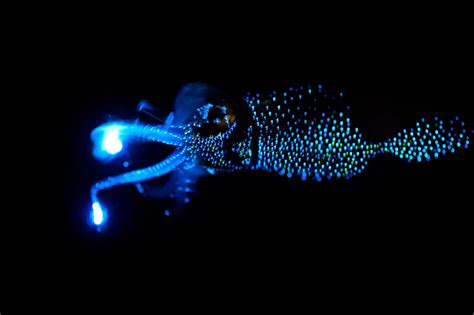 Inside the Frenzy for Japan’s Mysteriously Glowing Firefly Squid ...