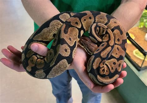 Image result for 4 6 5 The Worm Python