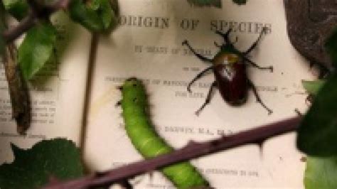 Image result for Evolution Problems Documentary