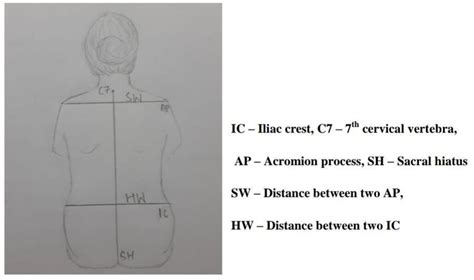 The effect of hip shoulder width ratio and vertebral column length on ...