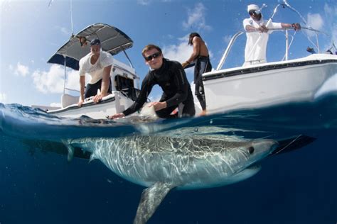 Sharks: Older Than Trees on YouTube