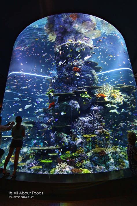 Aquarium DIY Tree Stump 的图像结果