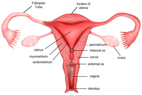 Útero y cuello uterino: anatomía, función e importancia | Conceive Plus®
