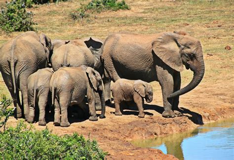 Free photo: Group of Elephants - Africa, Animal, Elephant - Free ...