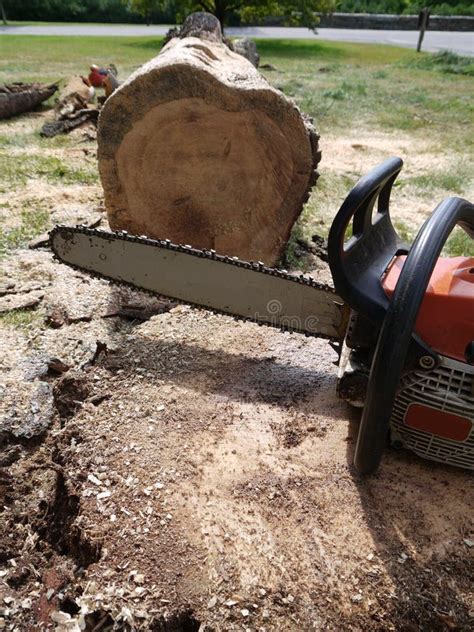 Image result for Chainsaw Tree Fall
