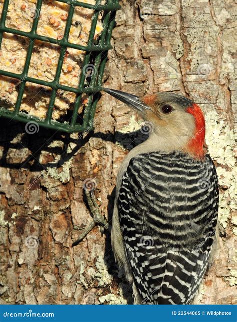 Red-bellied Woodpecker at Suet Feeder Stock Image - Image of bird, gray ...