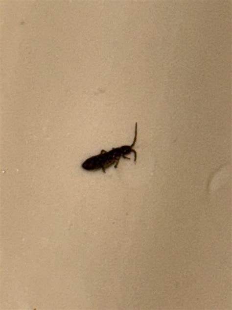 Image result for Spring Tails Colors