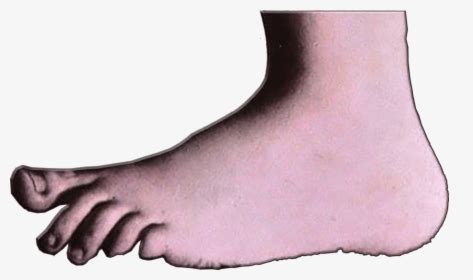 Image result for Python Foot