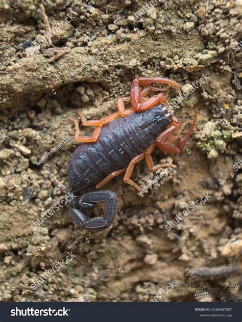 Slender Brown Scorpion Centruroides Gracilis Reserva Stock Photo 2166467307 | Shutterstock