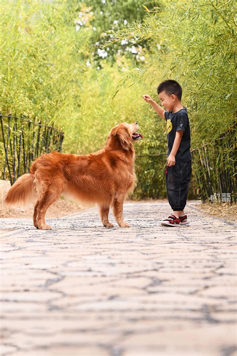 郑州社区举办文明养犬宣传活动 引来百余只宠物狗“秀才艺”-大河新闻