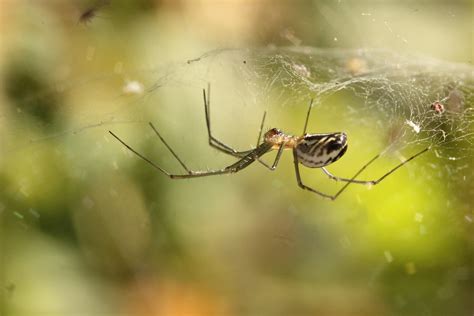 Image result for Spider Web Distroy