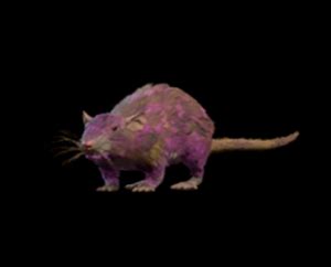 Soporific Rat - bg3.wiki
