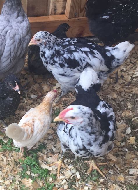 Mottled Java!! | Page 5 | BackYard Chickens - Learn How to Raise Chickens