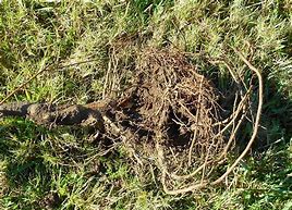 Image result for Plum Tree Roots