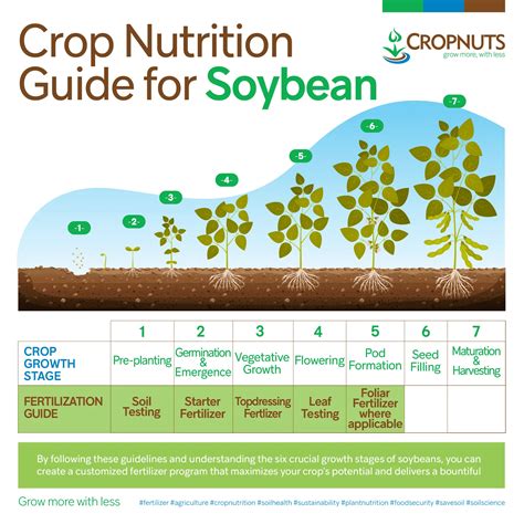 Soybean Crop Nutrition Guide - Cropnuts