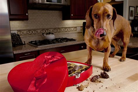 Chocolate Poisoning in Dogs - Symptoms, Causes, Diagnosis, Treatment ...