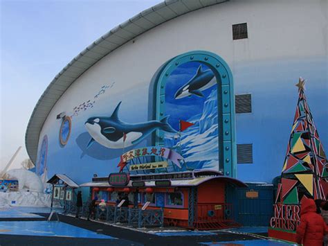 中国最大极地主题公园明年一月开幕 白鲸抖音吸粉数十万|哈尔滨_新浪财经_新浪网