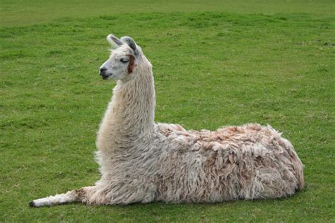 Llama 的图像结果