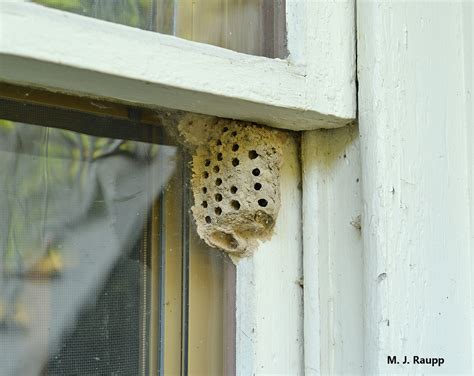 Where have all the spiders gone? Black and yellow mud dauber wasps ...