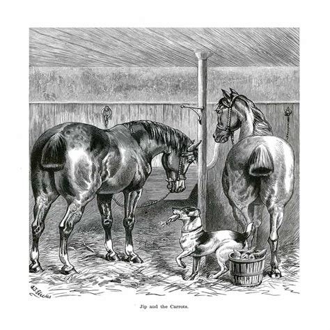 'Jip And The Carrots' Vintage Black & White Horse – Wall Decor Company