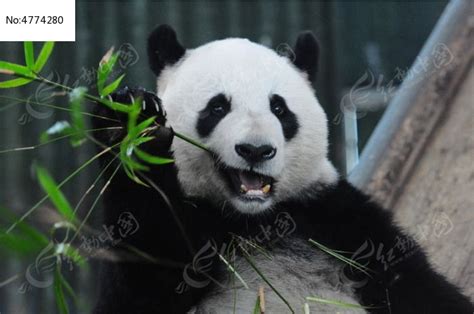 可爱熊猫吃竹子高清图片下载-正版图片500716720-摄图网