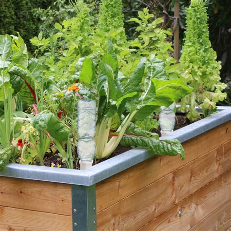 Buy 4 dolomite watering spikes HERE
