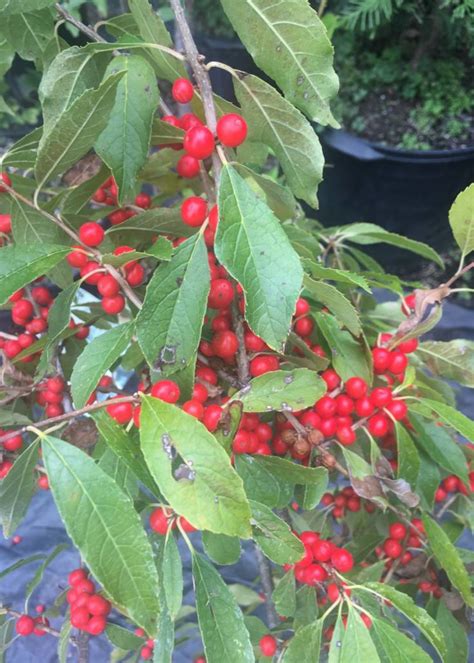 Ilex vert. FarrowBP Holly - Winterberry, Berry Poppins, #3 - Behmerwald ...