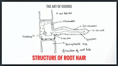 Hair Root Structure 的图像结果