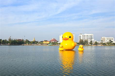 Giant Rubber Duckie The World's Largest Rubber Duck Is Waddling Its