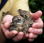 Image result for Bunnies in Love