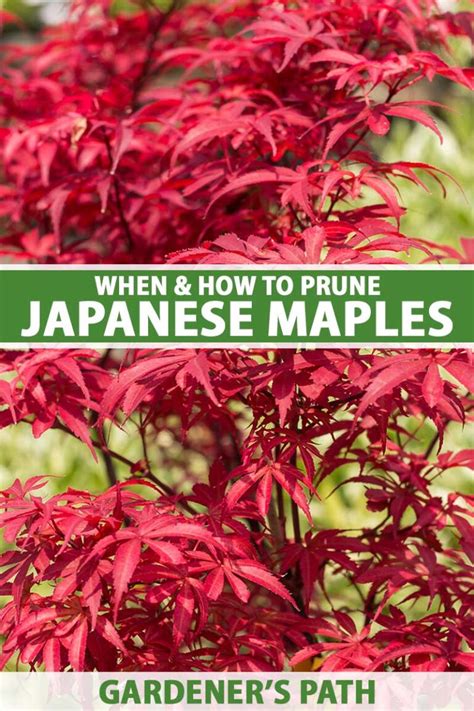 Image result for Pruning Japanese Maple Tree