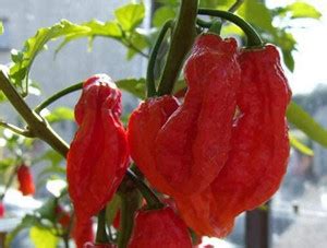 TRICONE Chilli Seed Price in India - Buy TRICONE Chilli Seed online at ...