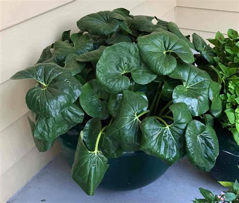 Farfugium Japonicum Care Tips: Growing The Leopard Plant