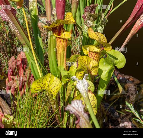 carnivorous pitcher plants in sunny ambiance Stock Photo - Alamy