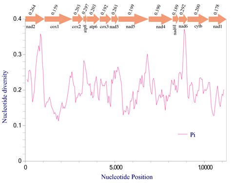 First Report of Complete Mitochondrial Genome in the Tribes ...