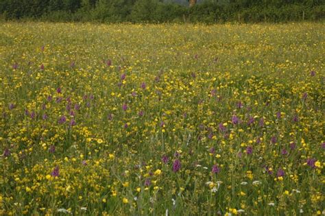 Image result for Boo CBeebies Meadow