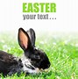 Image result for Rabbit and Cat Love