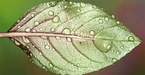 Image result for Humidity in Plants