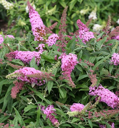 Butterfly Bush Varieties at Jordan Biddle blog