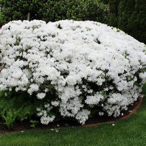 Buy Delaware Valley White Azalea Online | Flowering Shrub | Bay Gardens