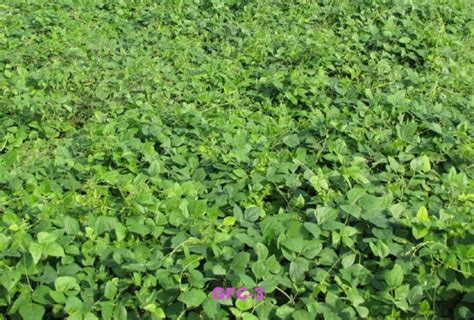 GFC-3 | Anand Agricultural University, Anand