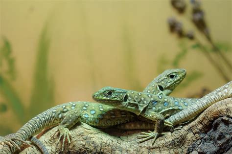 How Do Lizards Reproduce? - Courtship, Mating, and Eggs