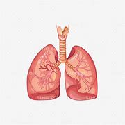 肺部 的图像结果