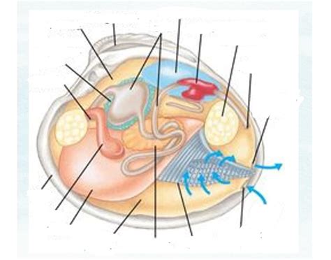 Image result for Clam Level 2