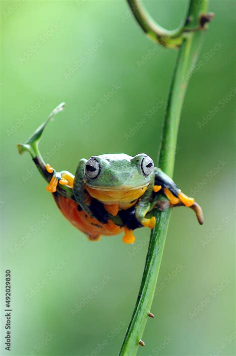 Image result for Tree Frog Fly