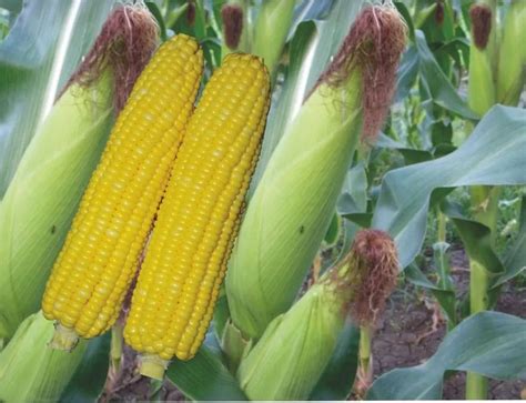 Sweet Corn Honey-75 Seeds | High-Yield & Super Sweet Variety