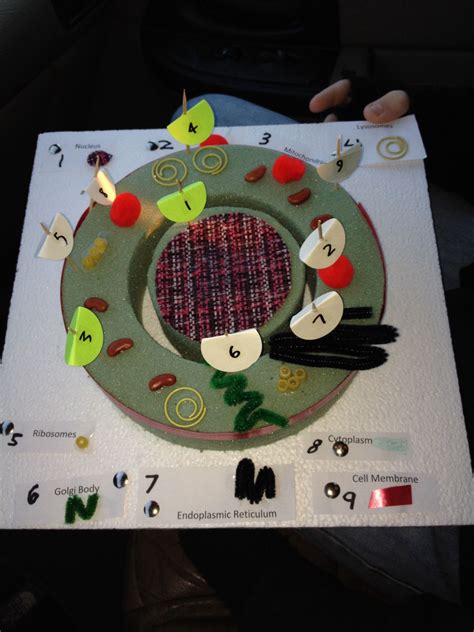 Ryan's 7th Grade Animal Cell Project | Cells project, Animal cell ...