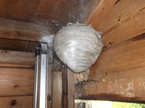 Wasps nest removal bolton - Ian Smith Pest Control