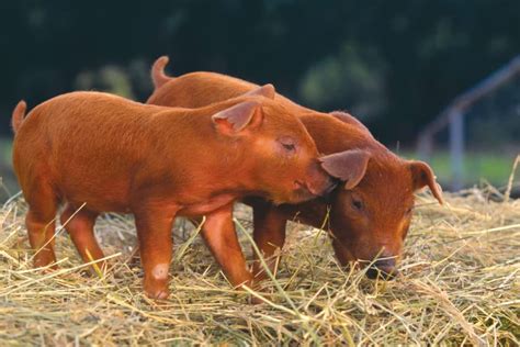 Duroc Pigs: Breed Profile, Characteristics and Photos